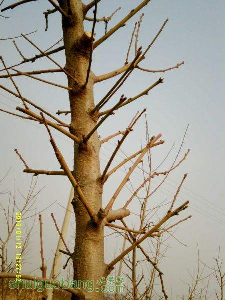 DSCF0064.JPG