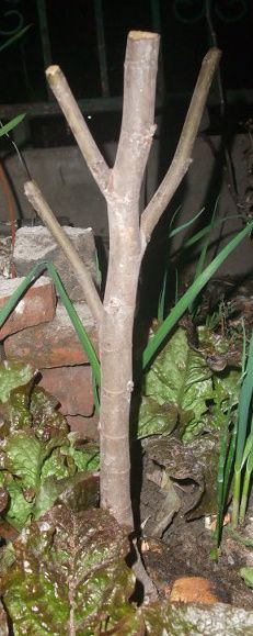 DSCF9715.JPG