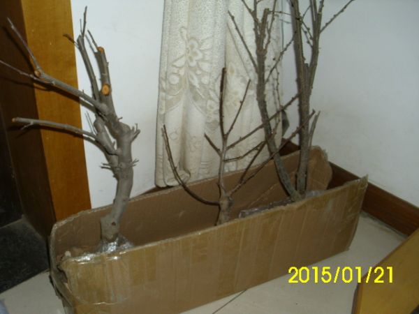 IMG_2625.JPG