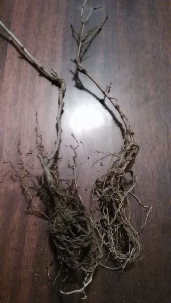 ܲ硣