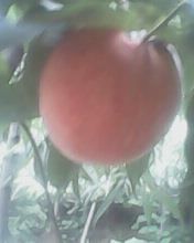 IMG0013A.jpg