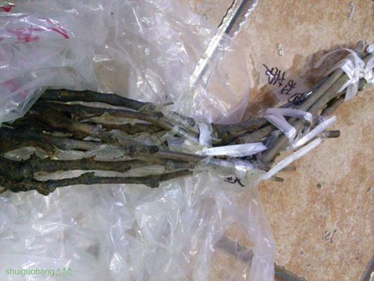 114209xuukz4cvabprepba.jpg