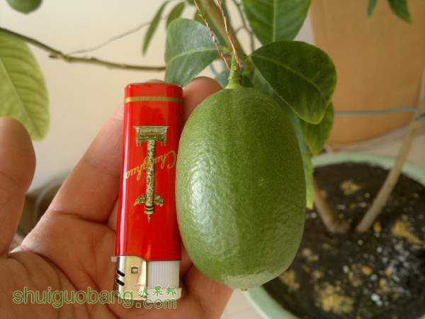 132730whgqphp5l3pnm3bh.jpg