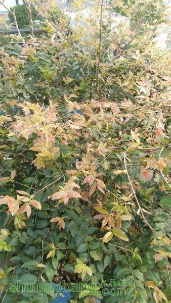 IMG_20150129_073712.jpg