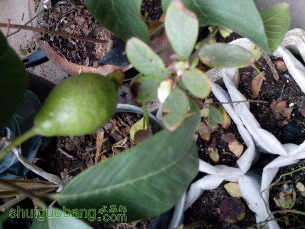 �㶫�������ֻῪ��,��û���