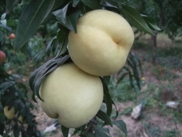 201397 ѴԵۺͲ 005.jpg