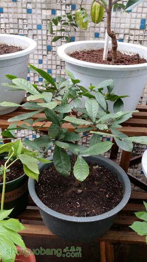 寒冬中的神秘果哟