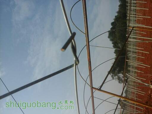 220948c6d8866kiwwi1idi.jpg