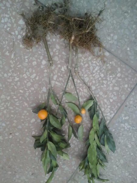 psb (40).jpg