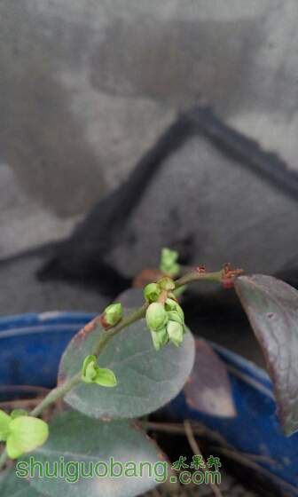 104611rbds426d6frzvhst.jpg