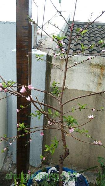 IMG_20150303_074849.jpg