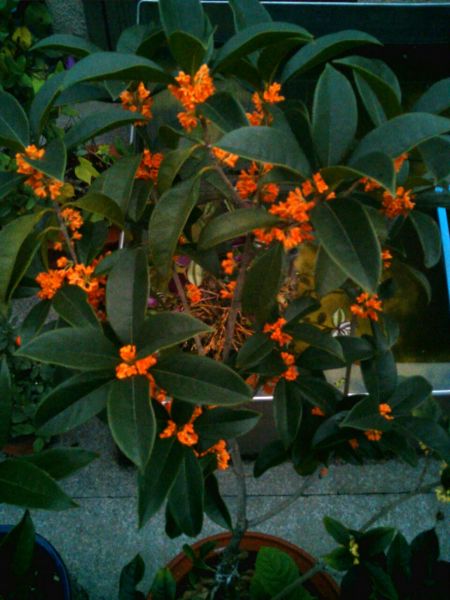 IMG_20150304_202149.jpg