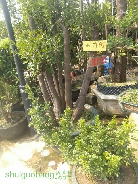034133bq6ngunm4hwgug58.jpg