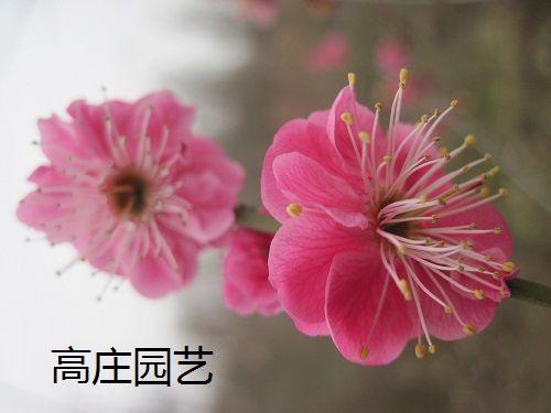 IMG_0447.JPG