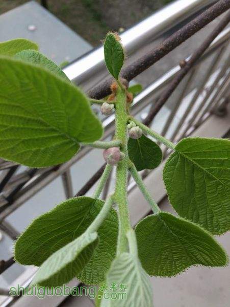 ������С IMG_1130.JPG