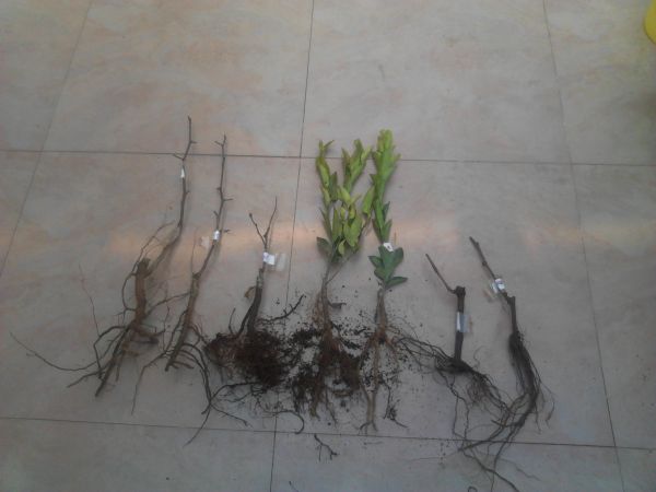 YP20150310123524.jpeg