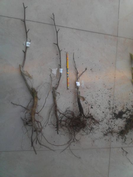 YP20150310124251.jpeg