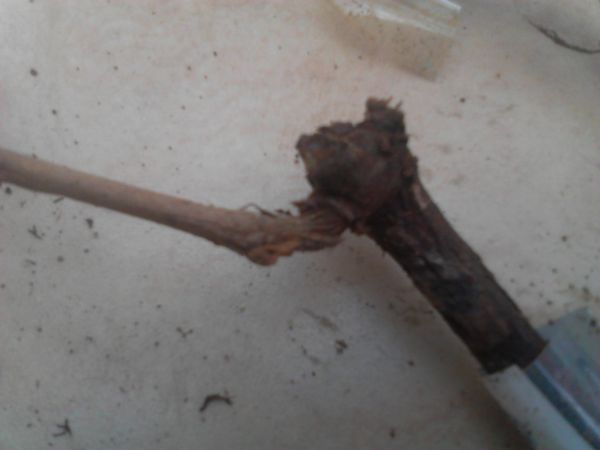 YP20150310123546.jpeg