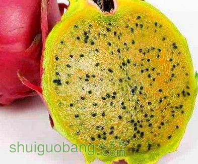 500pcs-a-lot-type-4-dragon-fruit-seed-with-30pcs-japanese-pine-tree-seed-as-gift.jpg