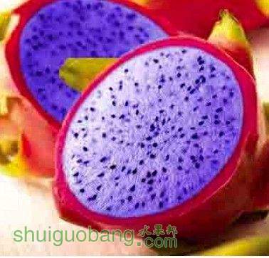 500pcs-a-lot-type-5-dragon-fruit-seed-with-30pcs-japanese-pine-tree-seed-as-gift.jpg