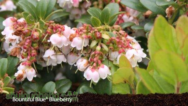 Bountiful Blue Blueberry.jpg
