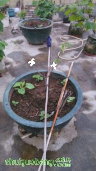 090213nialr4r4r99czzn9_jpg_thumb_.jpg