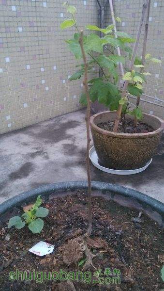 1APûѿ