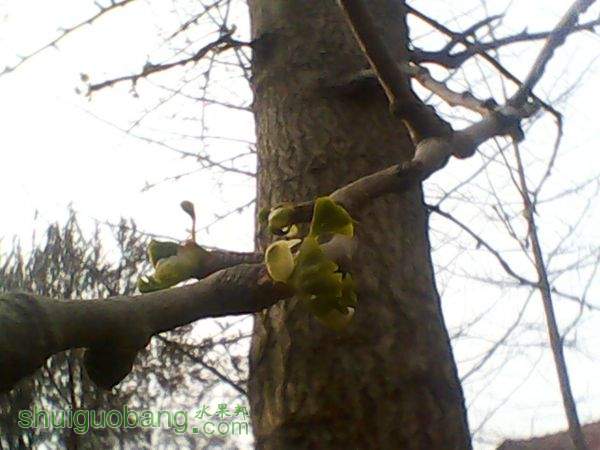 20150329ոѿ¶Ҷ.jpg
