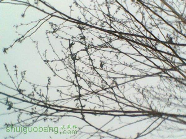 뼰Ҷ20150329 (5).jpg