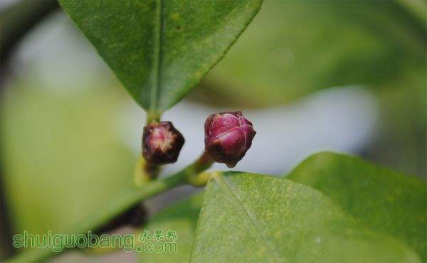 lemon flower.jpg