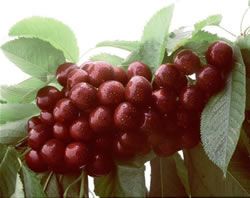 cherry_sandrarose (1).jpg