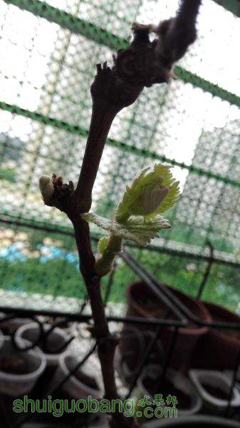 IMG_20150331_103609.jpg