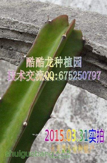 �������򶥺�׼������ѿ