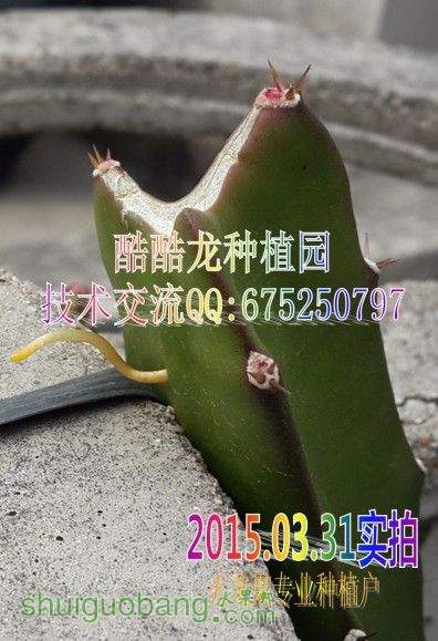 �������򶥺�׼������ѿ