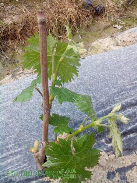 QQͼƬ20150401104435.jpg