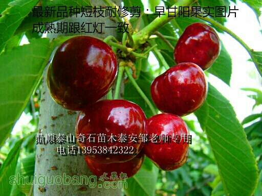 212556mlwe5t39tqywyron.JPG