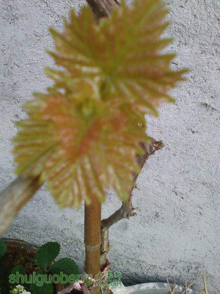 IMG_20150402_065947.jpg