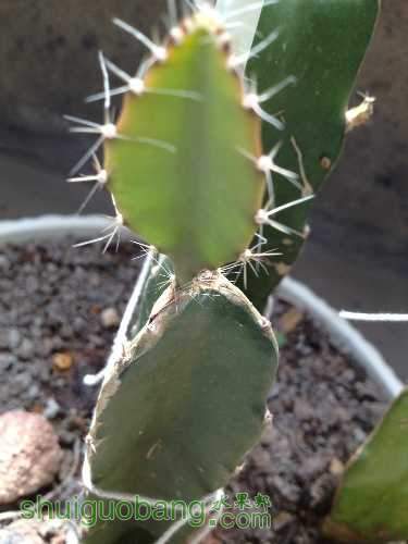 我的盆栽火龙果已经陆续长芽了