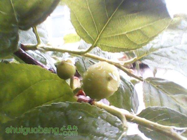ӣ20150407Ѿ .jpg