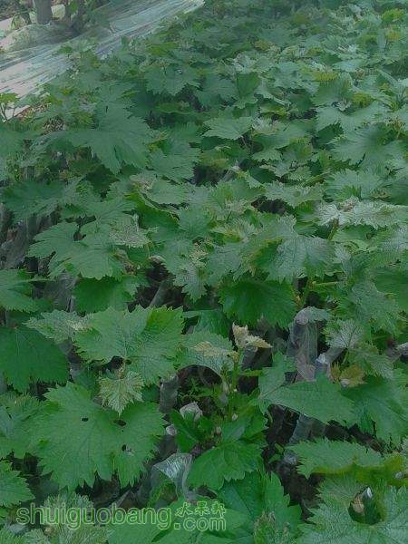 IMG20150409105040.jpg