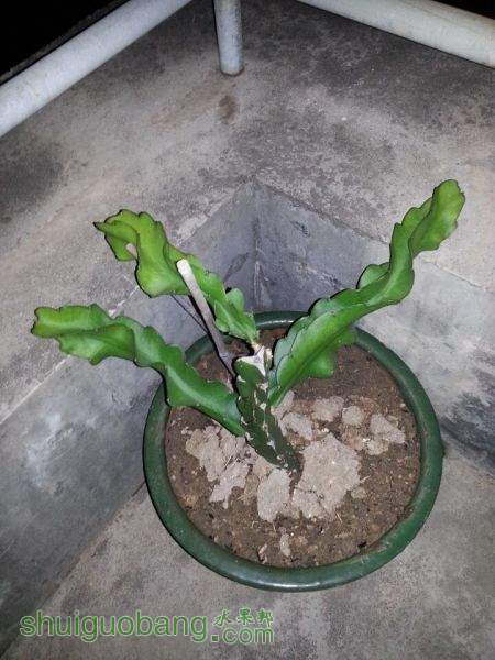 һ