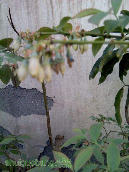 Żô ö඼ͬһһûһ֦