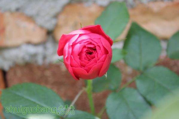 conew_img_0034.jpg
