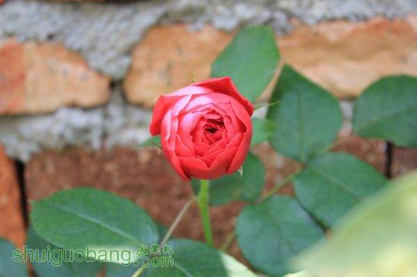 conew_img_0036.jpg