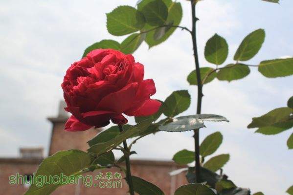 conew_img_0079.jpg