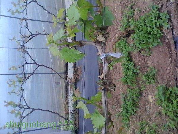 IMG_20150413_112650.jpg
