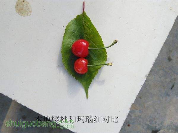 IMG_20150412_171049_.jpg