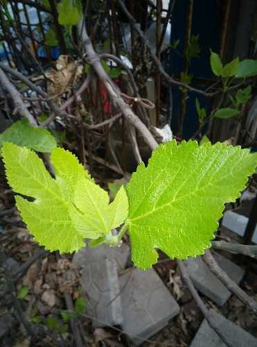 IMG_20150407_074926.jpg