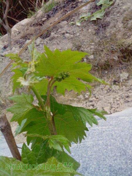 ���Ե���������˹���и�СС�Ļ��������ſ�����Ĺ���ô����