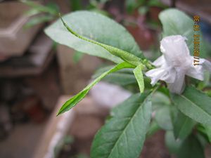 IMG_0034_.jpg
